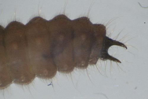 Malachius bipustulatus