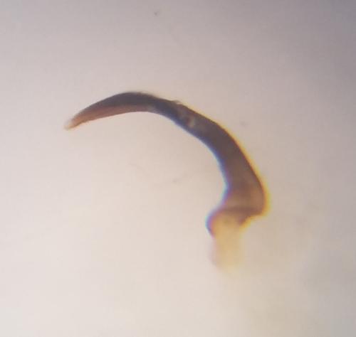 Dicyphus martinoi