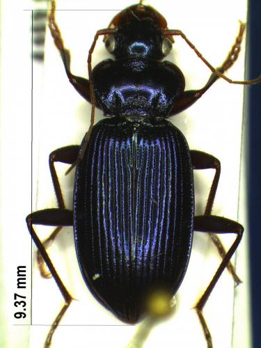 Réf. 177 047 : Leistus spinibarbis