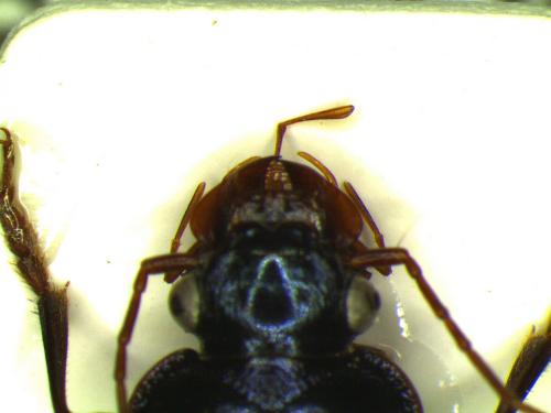 Réf. 177 050 : Leistus spinibarbis