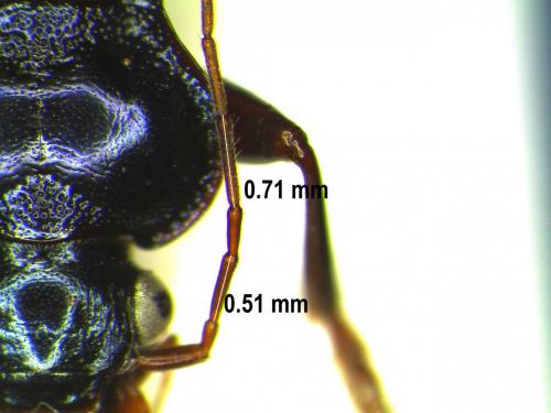 Réf. 177 049 : Leistus spinibarbis