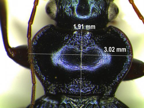 Réf. 177 048 : Leistus spinibarbis