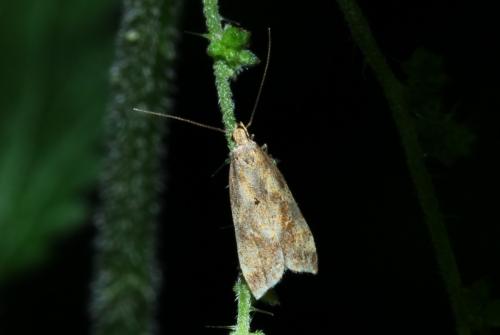 Brachmia blandella