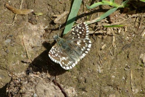 Réf. 177 399 : Pyrgus malvae