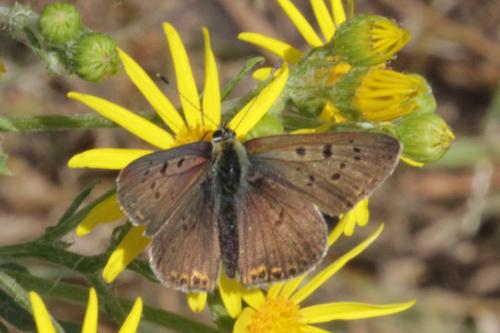 Lycaena tityrus