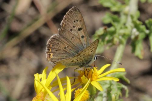 Lycaena tityrus