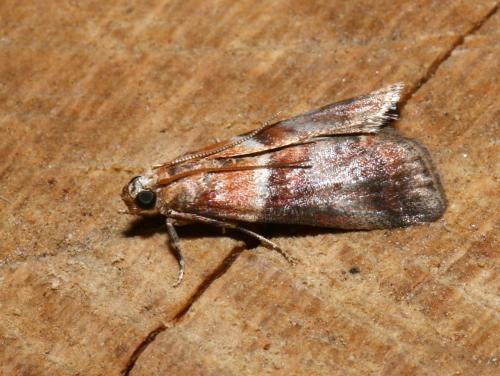 Réf. 177 241 : Acrobasis repandana