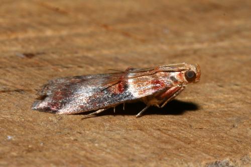 Réf. 177 192 : Acrobasis tumidana