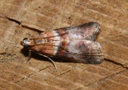 Acrobasis repandana