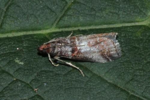 Réf. 177 108 : Acrobasis advenella