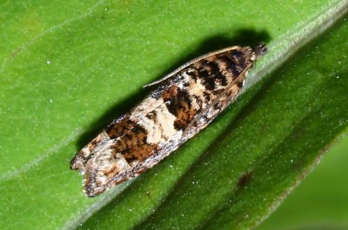 Réf. 177 581 : Epiblema costipunctana