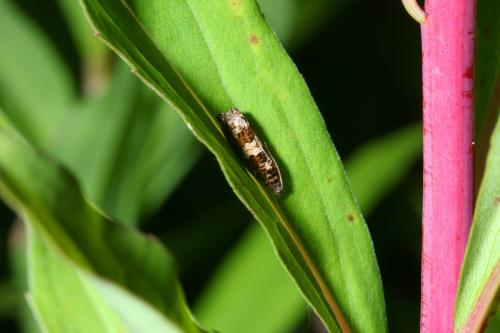 Réf. 177 614 : Epiblema costipunctana
