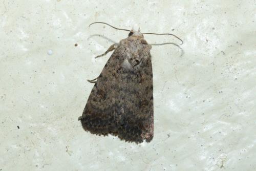 Réf. 177 158 : Caradrina clavipalpis