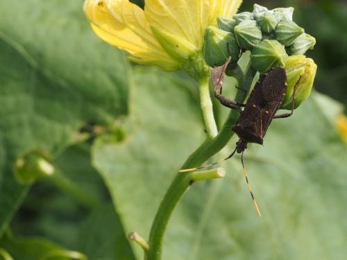 Leptoglossus gonagra