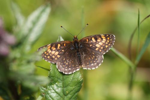 Melitaea diamina