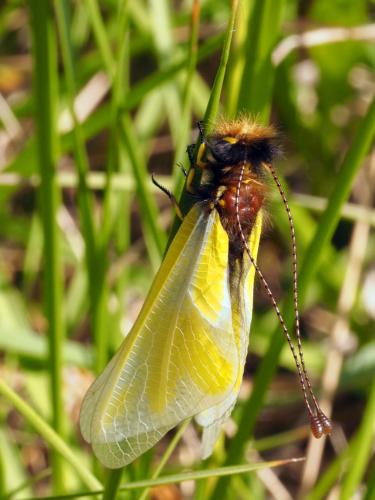 Libelloides (coccajus-longicornis)