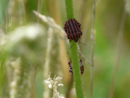 Graphosoma italicum