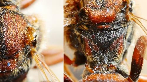 Nomada (flava-panzeri)