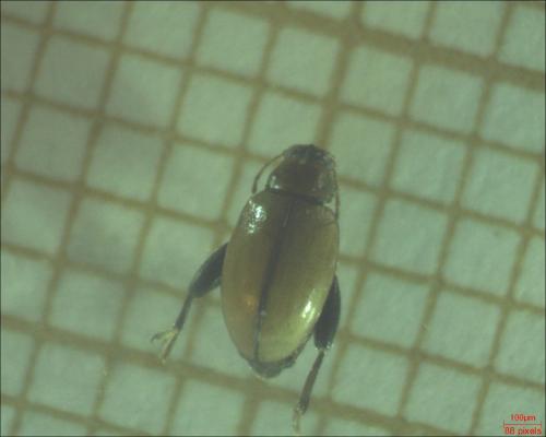Réf. 177 430 : Longitarsus sp.