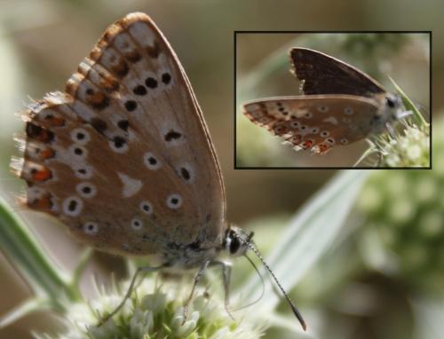 Réf. 177 899 : Polyommatus sp.