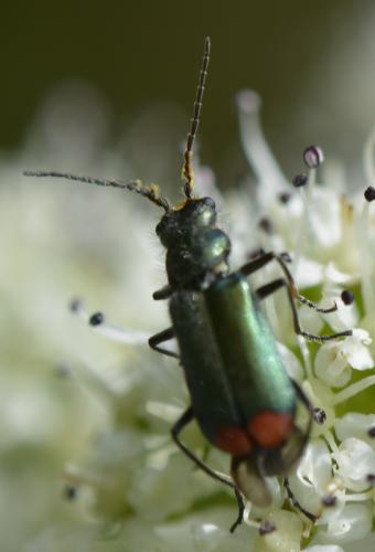 Malachius bipustulatus