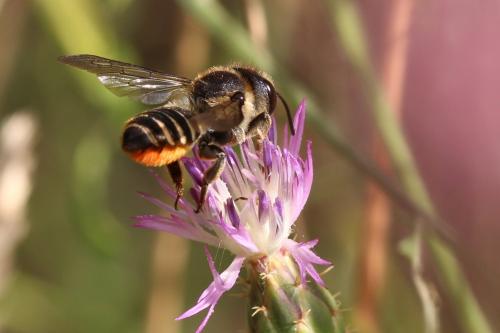 Megachile sp.