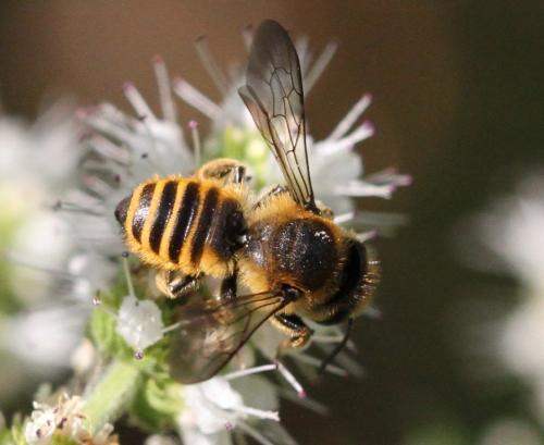 Réf. 177 135 : Megachile melanopyga