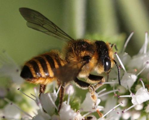 Réf. 177 136 : Megachile melanopyga