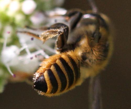 Réf. 177 137 : Megachile melanopyga