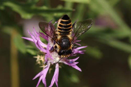 Megachile pilicrus
