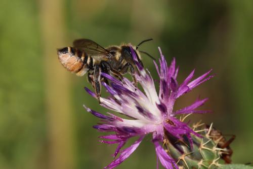 Megachile pilicrus