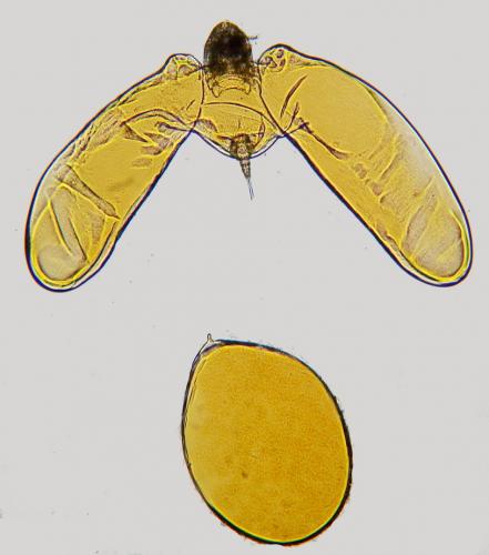 Réf. 177 262 : Nicothoe astaci