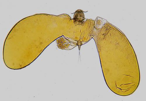 Nicothoe astaci