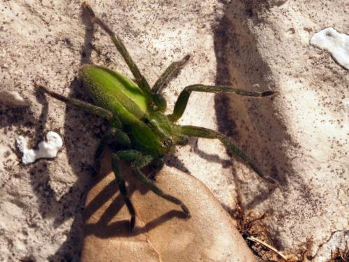 Micrommata ligurina