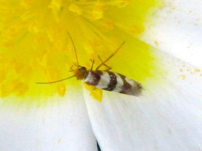 Micropterix completella
