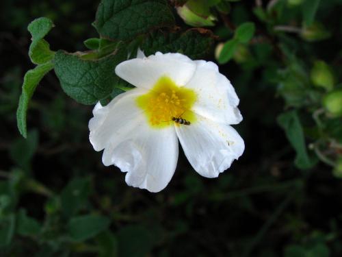 Micropterix completella
