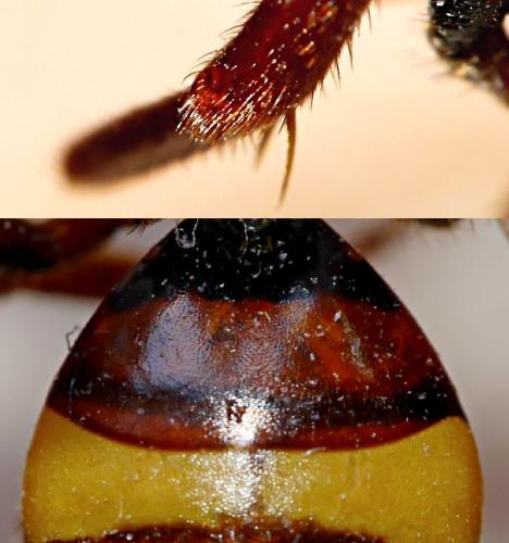 Nomada (flava-panzeri)