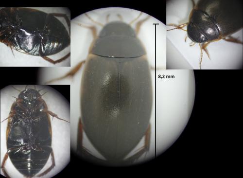 Agabus sturmii