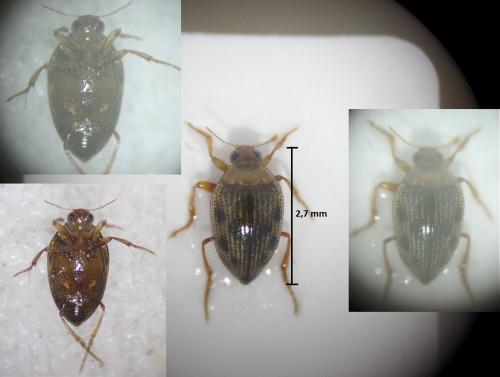 Haliplus sp.