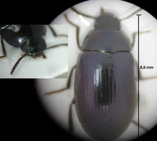 Réf. 177 144 : Platydema violacea