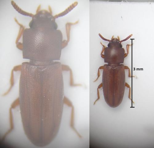 Palorus depressus