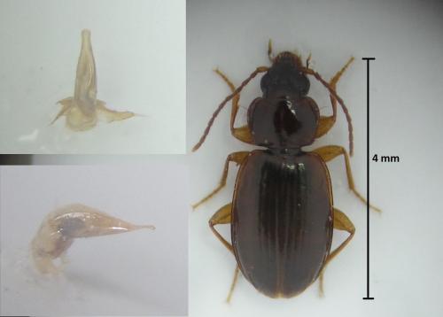 Réf. 177 143 : Trechus obtusus