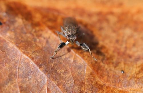 Ochthera sp.