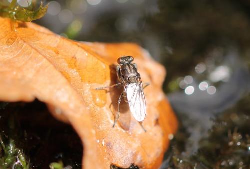 Ochthera sp.