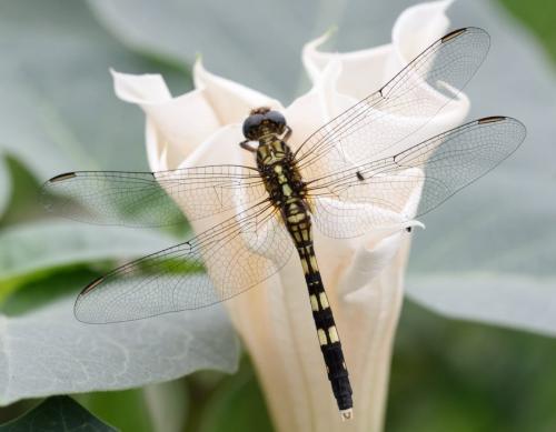 Orthetrum sp.