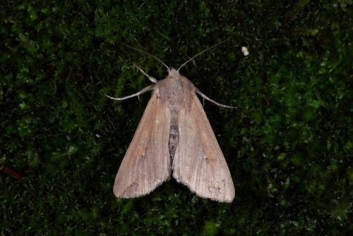 Mythimna unipuncta