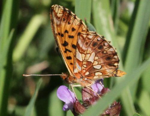 Réf. 177 516 : Boloria dia