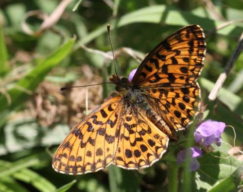 Réf. 177 517 : Boloria dia