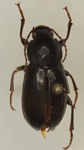 Nalassus sp.