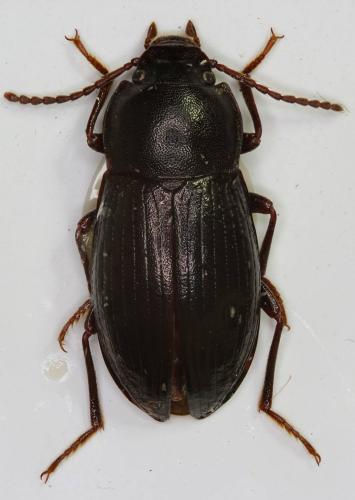 Nalassus sp.